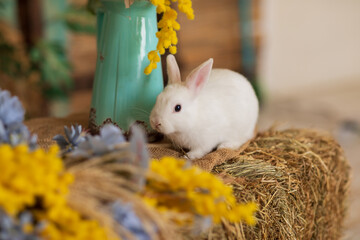 A white rabbit sits on hay surrounded by white and blue flowers. Fluffy animal, rodent. Easter. Symbol of 2023 New Year, Christmas.