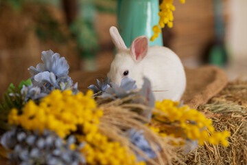 A white rabbit sits on hay and smells yellow and blue flowers. Fluffy animal, rodent. Easter. Symbol of 2023 New Year, Christmas.