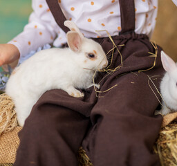 A white domestic rabbit sits on a person's lap. Livestock, rodent. Farming. Symbol of 2023, Christmas.