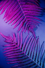 Fern plant in blue pink light. Minimalism retro style concept. Vertical image