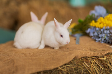 Two white rabbits are sitting on hay next to a bouquet of blue and yellow flowers. Fluffy animal, rodent. Easter. Symbol of 2023 New Year, Christmas.