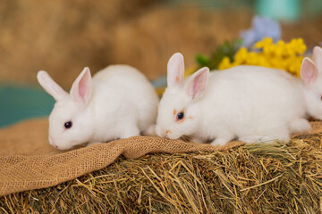 Two white rabbits are sitting on hay next to a bouquet of blue and yellow flowers. Fluffy animal, rodent. Easter. Symbol of 2023 New Year, Christmas.