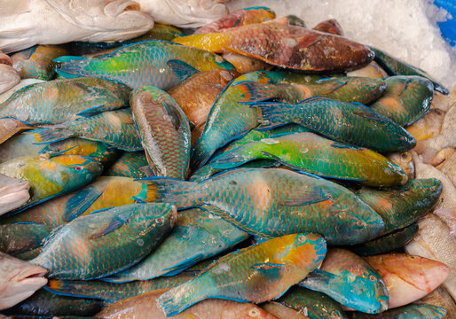 Colorful fresh parrot fish in the market, Red Sea fish