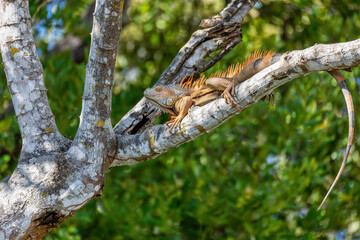 Green iguana (Iguana iguana) resting on tree in tropical rainforest, River Rio Tenorio, Costa Rica wildlife