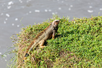 Green iguana (Iguana iguana) on tree in tropical rainforest, river Rio Tarcoles, Crocodile Bridge, Costa Rica wildlife