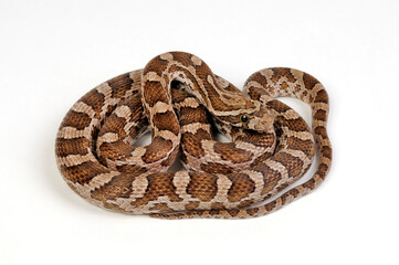 Prärie-Kornnatter // Great Plains rat snake (Pantherophis emoryi)