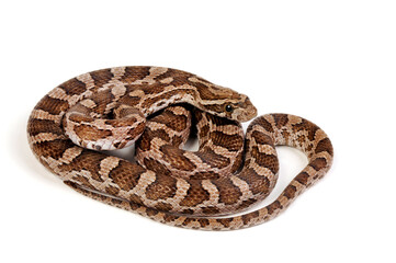 Great Plains rat snake // Prärie-Kornnatter (Pantherophis emoryi)