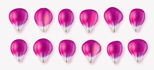 Realistic pink tulip petals set