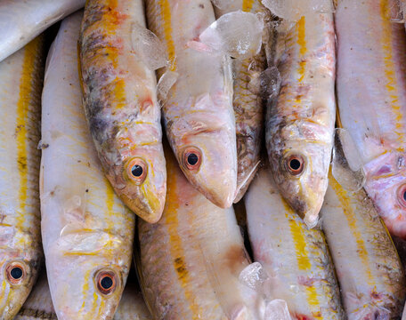 Fresh Parapercis in the market, Red Sea fish