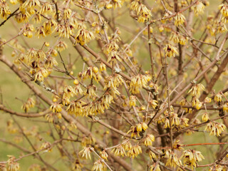 Chimonanthus praecox  | Chimonanthe précoce 'Grandiflorus'. Buisson à floraison hivernale sur branches nues de grandes fleurs pendantes jaunes tachées de brun-pourpre 