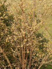 Chimonanthus praecox 'Grandiflorus' ou Chimonanthe précoce à grandes fleurs, arbuste à floraison hivernales de fleurs pendantes jaune soufre, tachées de brun ou de pourpre sur les branches nues