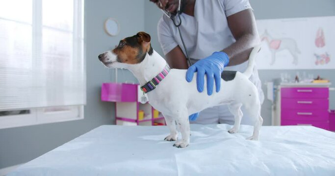 Close up on proffesional handsome african american male vet doctor examining jack russel dog using stethoscope. Man wearing medical gloves while checking up dog. Waving tail. Animal care concept.