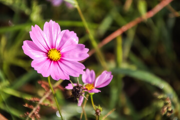 Close up pink Cosmos flower blooming in the field.