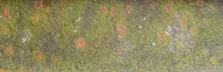lichens on rusty metal plate