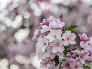 Fresh pink flowers of a blossoming apple tree with blured background