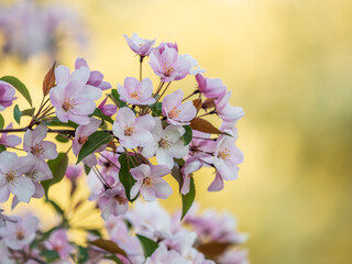 Fresh pink flowers of a blossoming apple tree with blured background