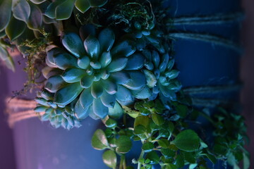 blue flower in a vase