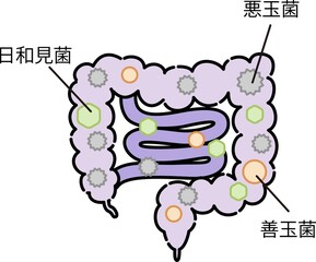 腸内環境のイラスト