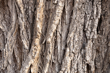 Tree bark close-up. Texture for backgrounds.