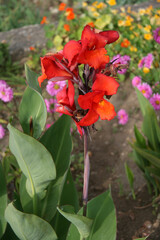 blooming plant in a garden in paro in bhutan 