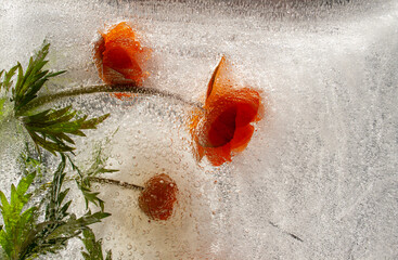 frozen flowers, flowers in ice, frozen rose, frozen in ice, frozen flora, garden flowers, wildflowers
