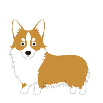 ウェルシュコーギーペンブローク の画像 87 件の Stock 写真 ベクターおよびビデオ Adobe Stock