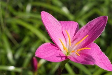 Close-up of red Belladonna Lily with green foliage grows in the garden.