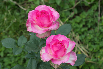 Top view of blooming pink roses in the garden. Bush of beautiful roses.