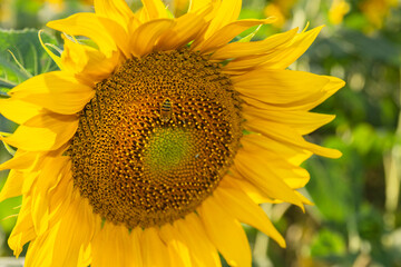 Sun Flower at sunny day. Antalya Turkey.  Selective Focus.