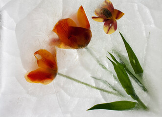frozen flowers, flowers in ice, frozen rose, frozen in ice, frozen flora, garden flowers, wildflowers © Serega