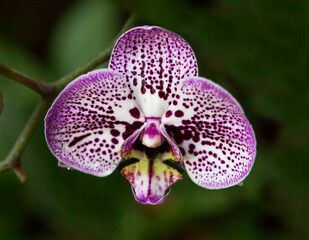Phalaenopsis violet spotted orchid.
 The name phalaenopsis is associated with the similarity of the...