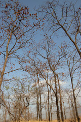 Fototapeta premium sky from tress