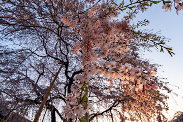 満開の枝垂れ桜
