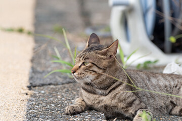 くつろぐ猫　キジトラ猫