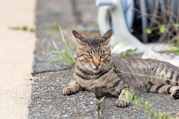 くつろぐ猫　キジトラ猫