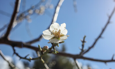 White blooming flowers on almond tree branch