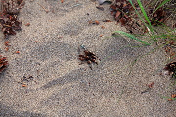 soft sand and pine cones to step on
