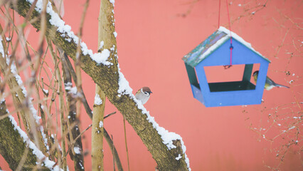birds in the bird feeder on a cold winter day