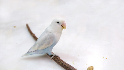 A pastel blue Fischer's Lovebird standing on top of a wooden stick, which is placed on top of a marble surface, looking at the camera.