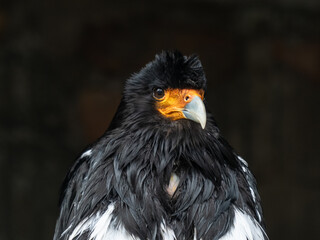 Adler