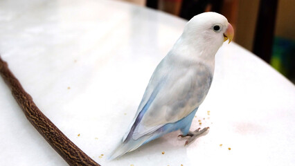 A pastel blue Fischer's Lovebird standing on top of a table, with a wooden stick behind it.