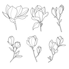 Line art magnolia flower illustration vector on white background