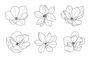 Line art magnolia flower illustration vector on white background