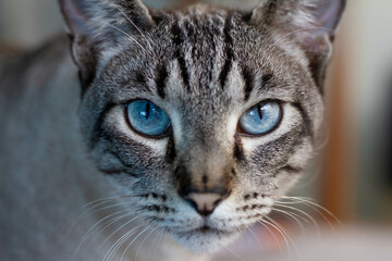 Naklejka na ściany i meble Blue eye cat