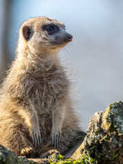 Erdmännchen