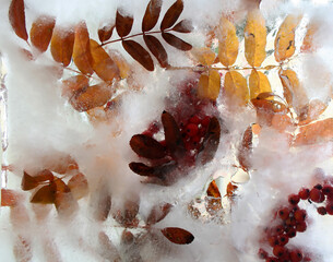 frozen flowers, flowers in ice, frozen rose, frozen in ice, frozen flora, garden flowers, wildflowers, ice texture, texture