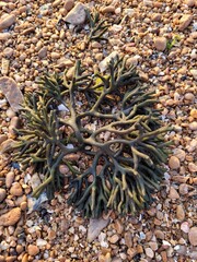 바다 해조류 청각