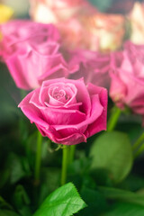pink rose
