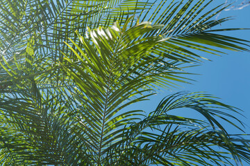 Palm leaf texture, palm coconut foliage nature green background. Tropical green pattern texture.