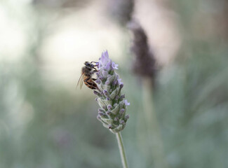 bee on a flower